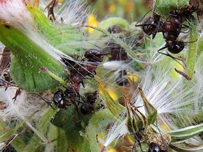 Myrmicaria ants removing seeds from Crassocephalum at Kitale Kenya, Dec. 2014. Photo © by Michael Plagens