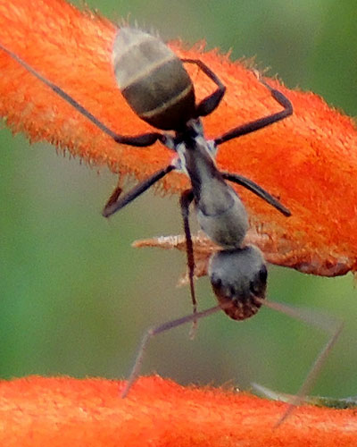 a frequently seen formicine ant in the vicinity of Eldoret, Kenya. Photo © by Michael Plagens