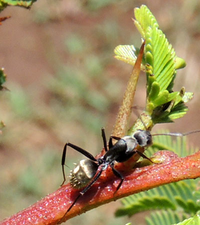 Camponotus visiting buds on Acacia seyal, vicinity of Eldoret, Kenya. Photo © by Michael Plagens