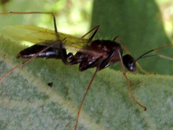 a winged male ant, Formicidae, Kenya, April 2013. Photo © by Michael Plagens