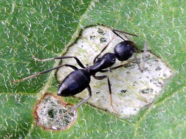 a small Camponotus ant from Eldoret, Kenya, photo © by Michael Plagens