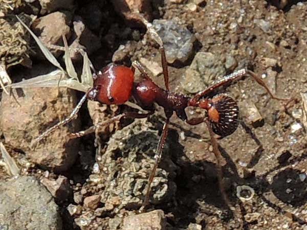 a Harvester ant, Messor cephalotes, from Nakuru, Kenya, photo © by Michael Plagens