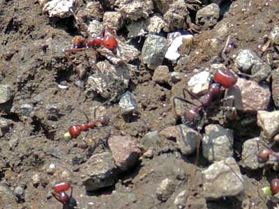 a major and minor workers of Harvester ant, Messor cephalotes, from Nakuru, Kenya, photo © by Michael Plagens