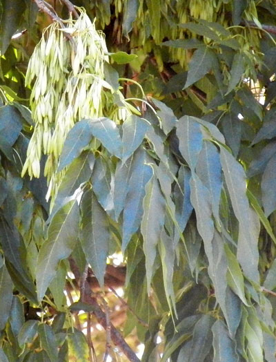 Green Ash, Fraxinus pennsylvanica, Eldoret, Kenya, photo © by Michael Plagens