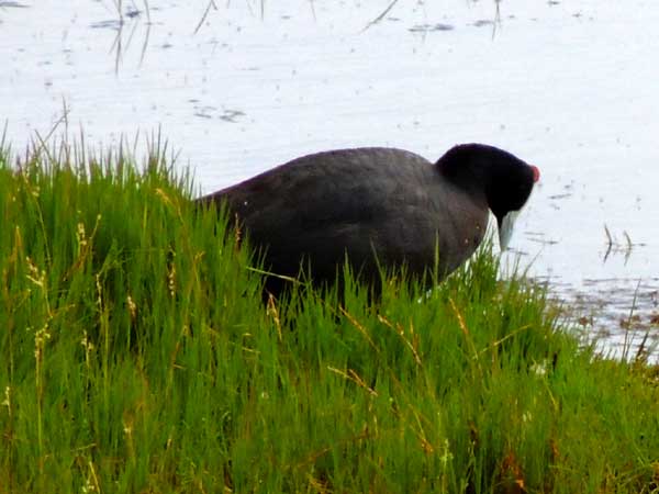 Red-knobbed Coot, Fulica cristata, photo © by Michael Plagens