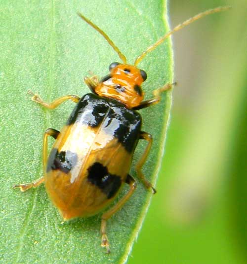 a Chrysomelidae in s.f. Galerucinae, from Kerio Valley, Kenya, photo © by Michael Plagens