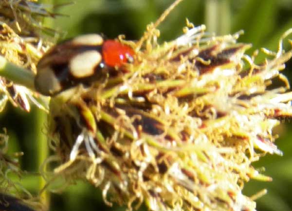 a Chrysomelidae in s.f. Galerucinae, from Eldoret, Kenya, photo © by Michael Plagens