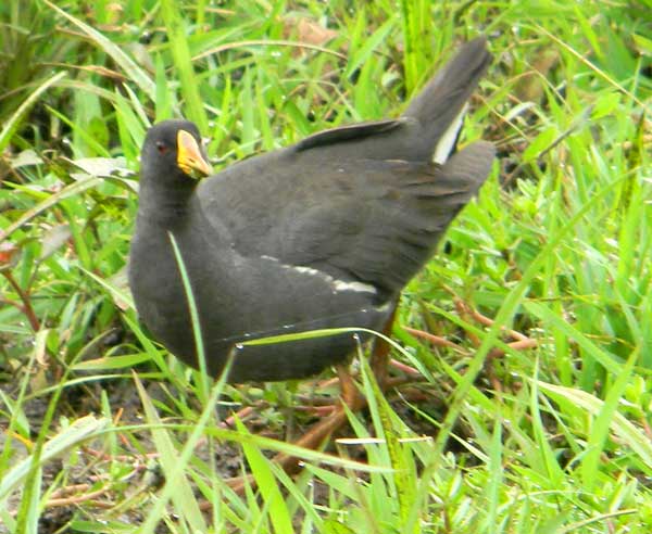 Lesser Moorhen, Gallinula angulata, photo © by Michael Plagens. Identified by F. N'gweno.