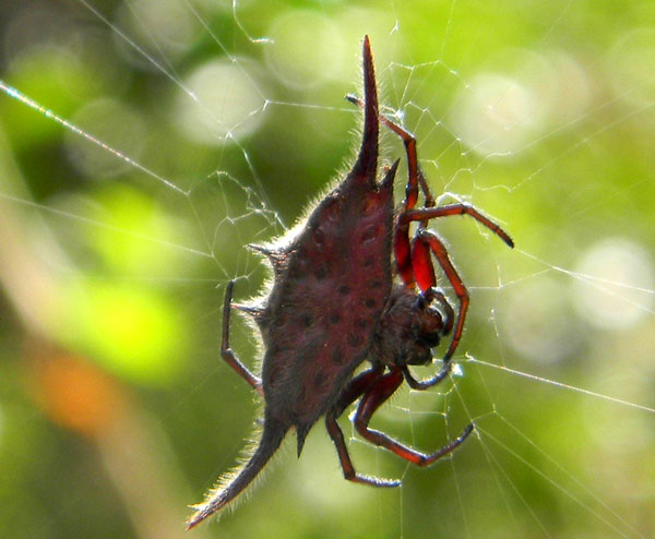 likely Gasteracantha orb weaving spider from City Park, Nairobi, Kenya, Oct. 2, 2010. Photo © by Michael Plagens