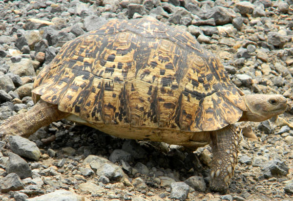 Leopard Tortoise, Geochelone pardalis, photo © by Michael Plagens