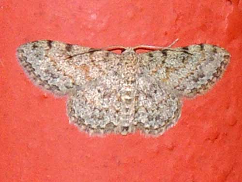 Geometridae moth from Kenya. Photo © by Michael Plagens