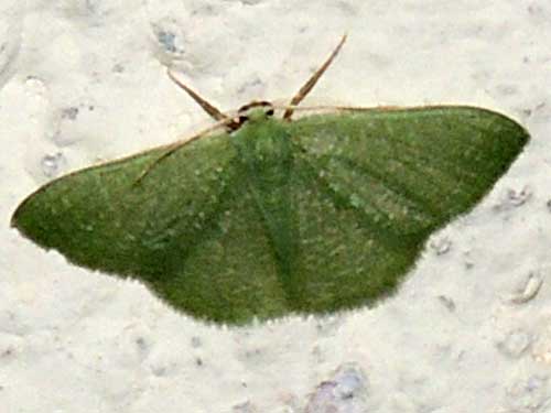 Emerald Geometridae moth from Kenya. Photo © by Michael Plagens