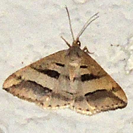 Geometridae moth from Kenya. Photo © by Michael Plagens