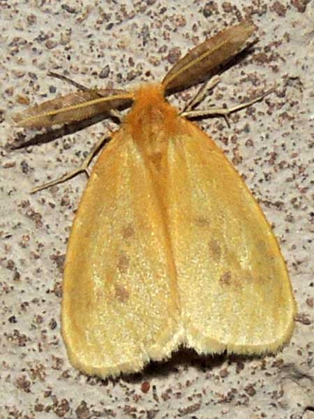Geometridae moth from Kenya. Photo © by Michael Plagens