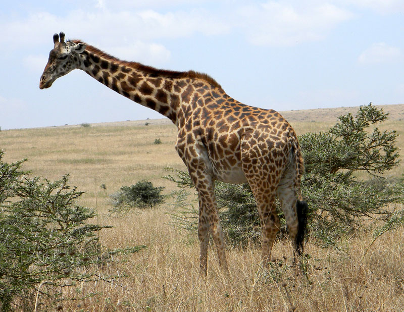 Maasai Giraffe photo © by Michael Plagens