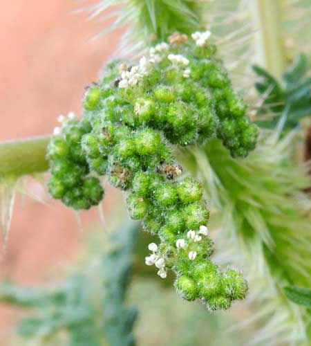 Nilgiri Nettle, Girardinia diversifolia, in Kenya, photo © by Michael Plagens