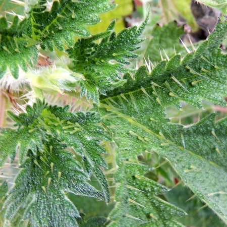 Nilgiri Nettle, Girardinia diversifolia, in Kenya, photo © by Michael Plagens