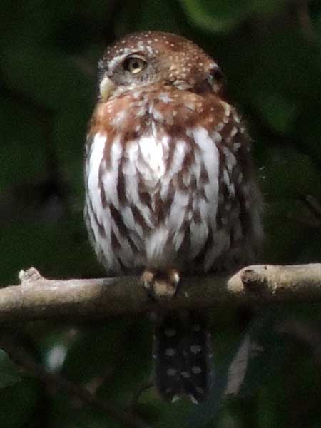 Pearl-spotted Owlet, Glaucidium perlatum, photo © by Michael Plagens.