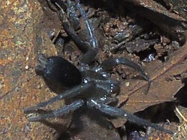 a ground spider from Iten, Kenya. Photo © by Michael Plagens