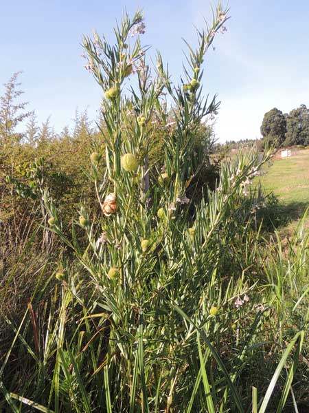 Gomphocarpus semilunatus photo © by Michael Plagens