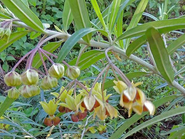 Gomphocarpus fruiticosus photo © by Michael Plagens