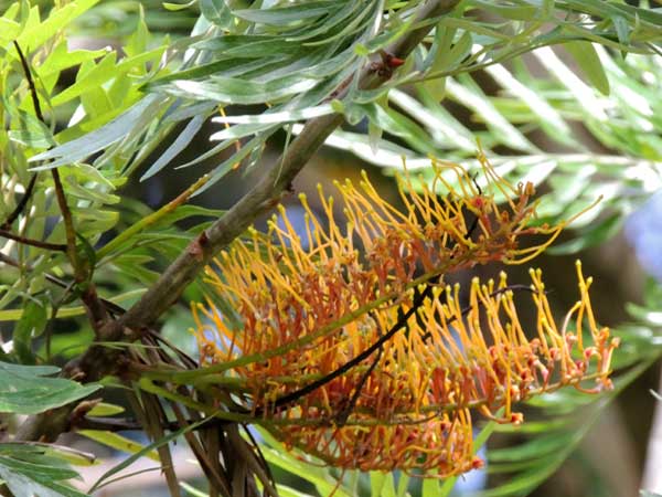 a Australian tree, Grevillea robusta, photo © by Michael Plagens