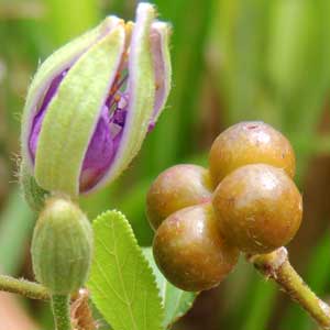 detail of a Grewia fruit, photo © Michael Plagens