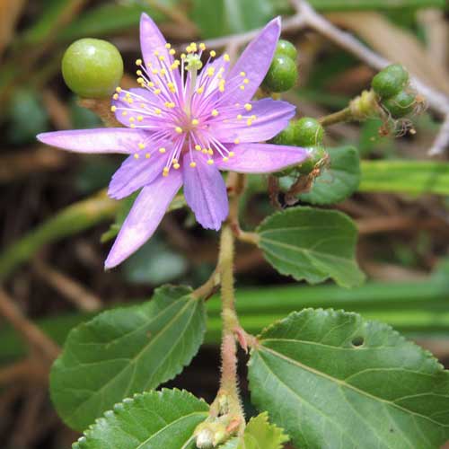 Grewia similis, photo by Michael Plagens