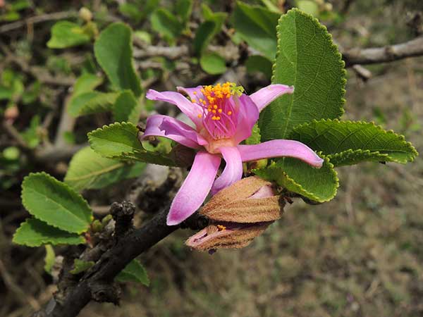 Grewia, Malvaceae, Kenya, photo © by Michael Plagens