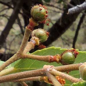 Grewia, Malvaceae, Kenya, photo © by Michael Plagens