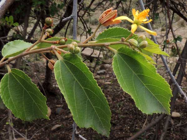 Grewia, Malvaceae, Kenya, photo © by Michael Plagens