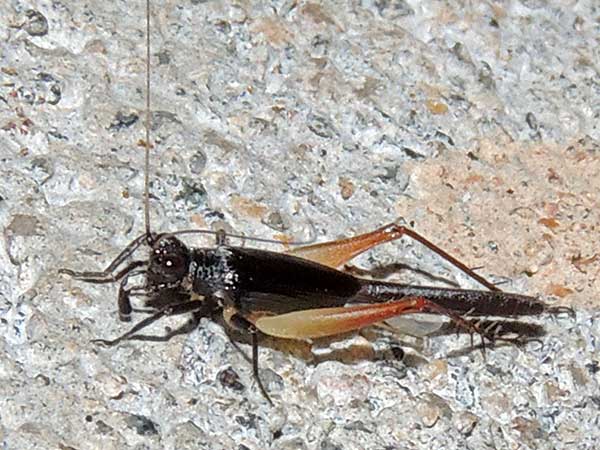 Trigonidium, Gryllidae from Kenya, photo © by Michael Plagens