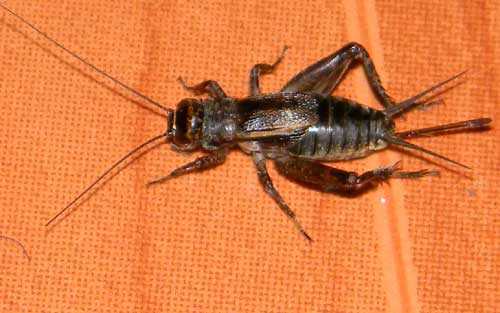 a field cricket, Gryllus, from Eldoret, Kenya, photo © by Michael Plagens