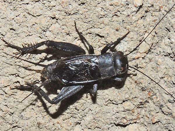 Gryllus sp, Gryllidae from Kenya, photo © by Michael Plagens