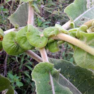 leaves and leaf bases of Eared Vernonia, Gymnanthemum myrianthum, Eldoret, Kenya, photo © by Michael Plagens