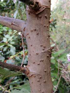 smooth bark and trunk of Eared Vernonia, Gymnanthemum myrianthum, Eldoret, Kenya, photo © by Michael Plagens