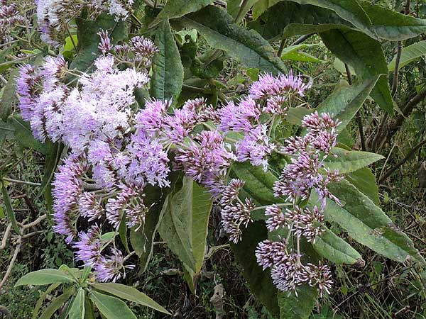 inflorescence and foliage of Eared Vernonia, Gymnanthemum myrianthum, Eldoret, Kenya, photo © by Michael Plagens