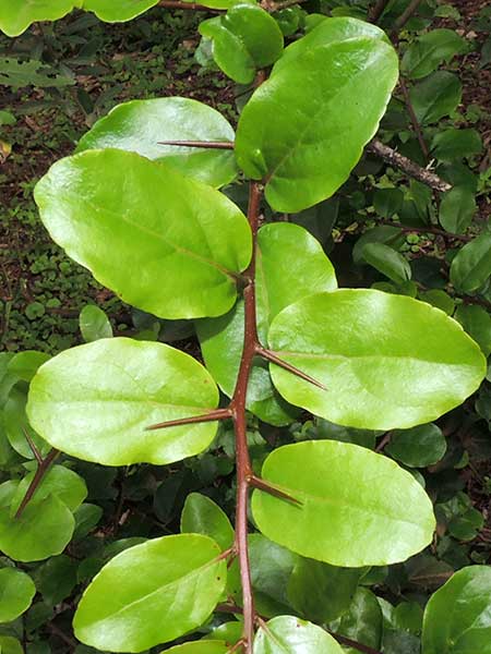 possible Gynosporia sp. by Michael Plagens