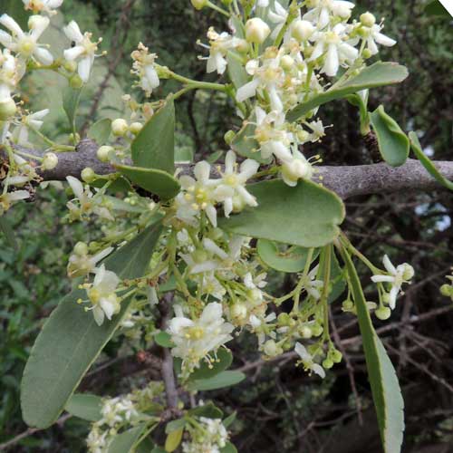 Gynosporia, possibly G. senegalensis by Michael Plagens