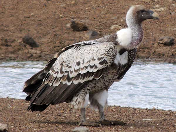 White-backed Vulture, Gyps africanus, photo © by Michael Plagens