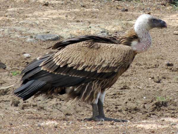 Rüppell's Griffon Vulture, photo © by Michael Plagens