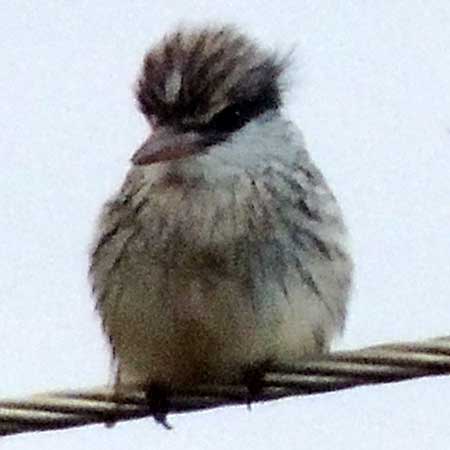 Striped Kingfisher, Halcyon chelicuti, photo © by Michael Plagens