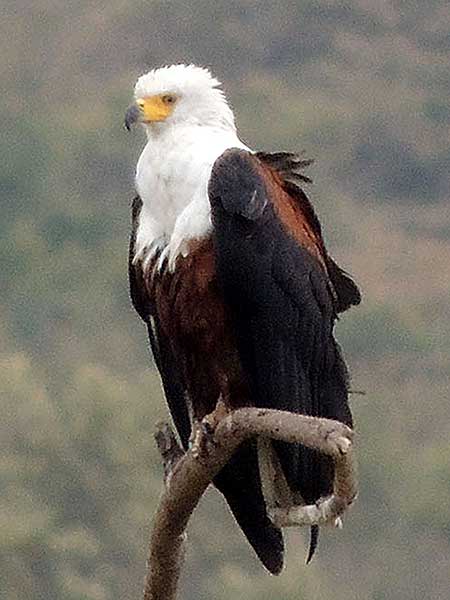 Augur Buzzard, Buteo augur, photo © by Michael Plagens