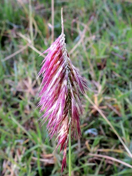 Harpachne schimperi in Kenya, photo © by Michael Plagens