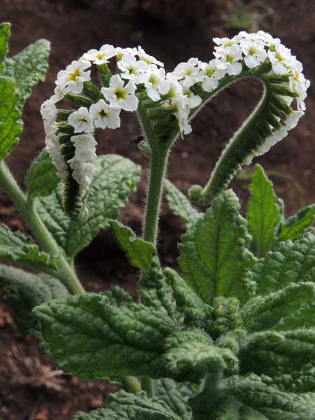 Heliotropum indicum from , Kenya, photo © by Michael Plagens