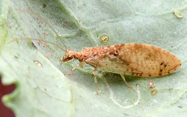 a brown lacewing, Hemerobiidae, observed at Eldoret, Kenya. Photo © by Michael Plagens