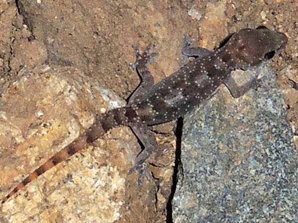 A gecko, Hemidactylus, from Kerio Valley,  Kenya, photo © by Michael Plagens