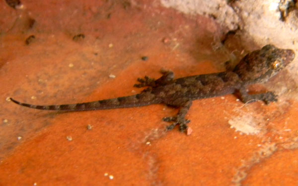 A ouse gecko, Hemidactylus, from Nairobi,  Kenya, photo © by Michael Plagens