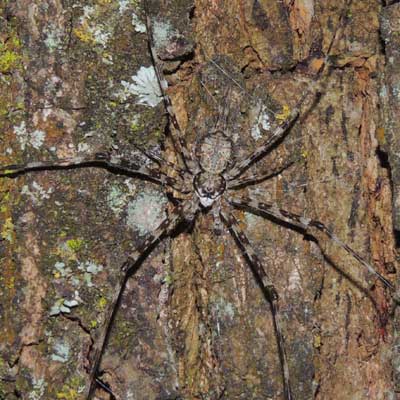 a male two-tailed spider, Hersillidae, from Kapenguria, Kenya. Photo © by Michael Plagens