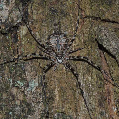 a female two-tailed spider, Hersillidae, from Kapenguria, Kenya. Photo © by Michael Plagens